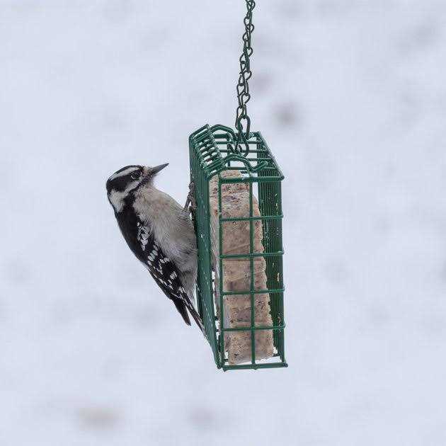 High Energy Suet R4619
