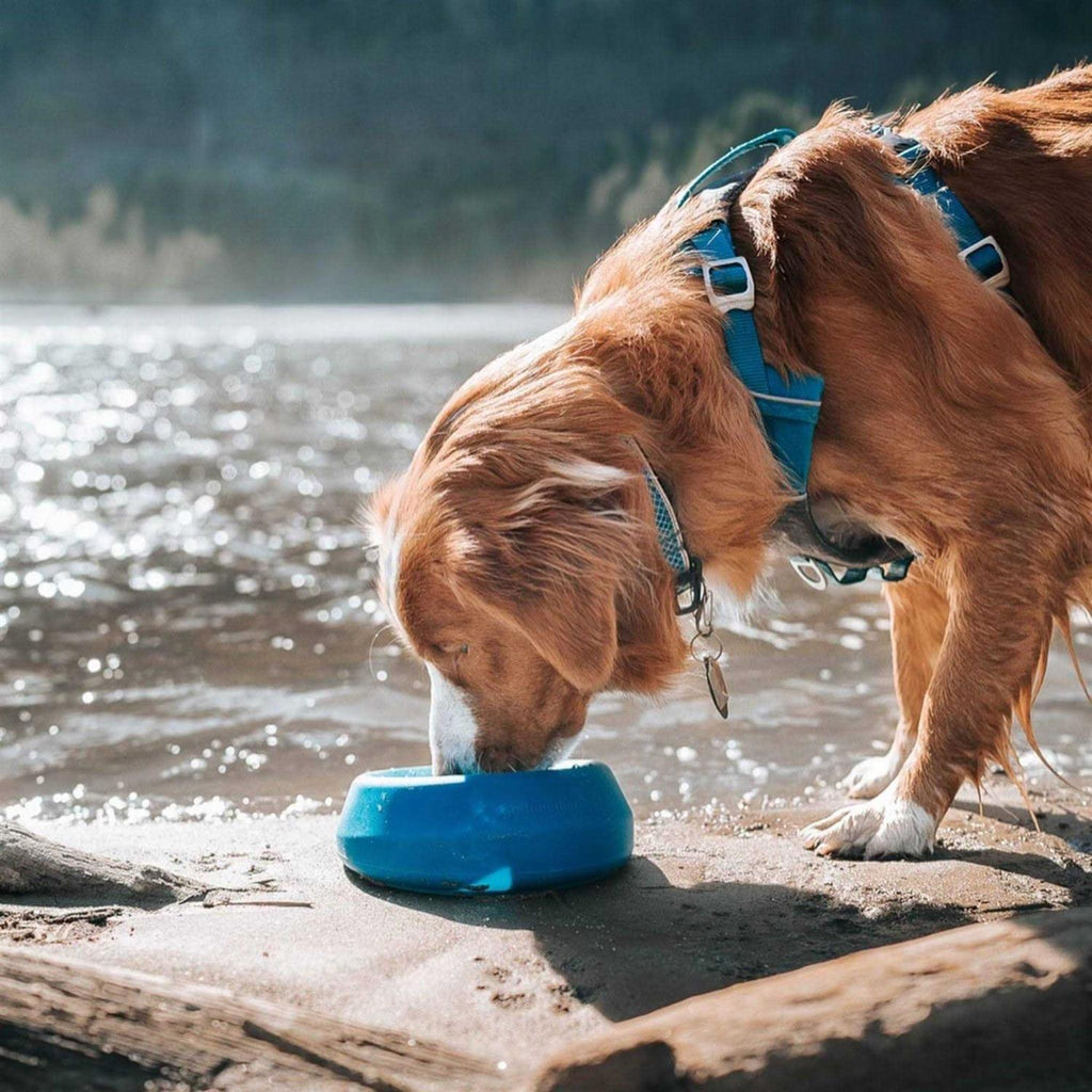 Water Bowl S83851