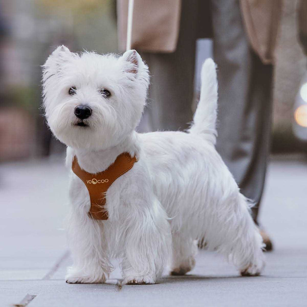Pet Harness and Leash Set A9406