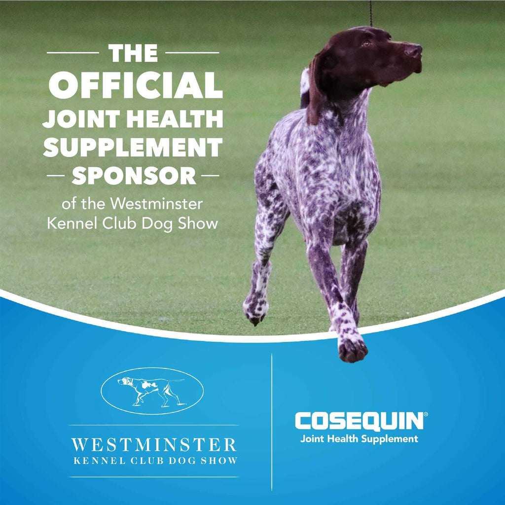 Maximum Strength Soft Chews with MSM Plus Omega-3s for Dogs Z774