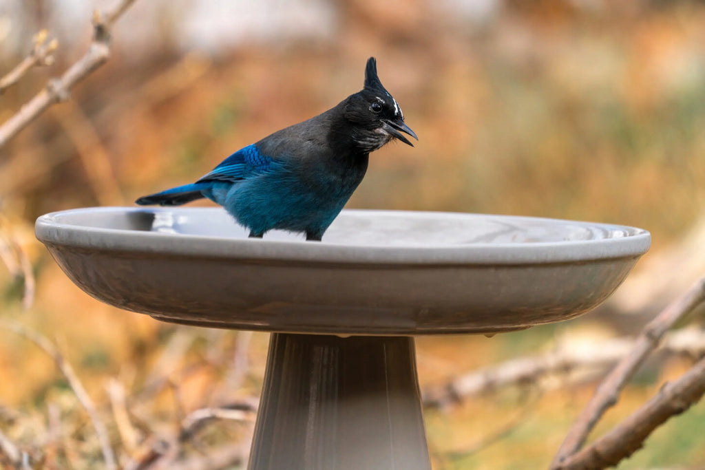 Clay Bird Bath with Locking Top D5693