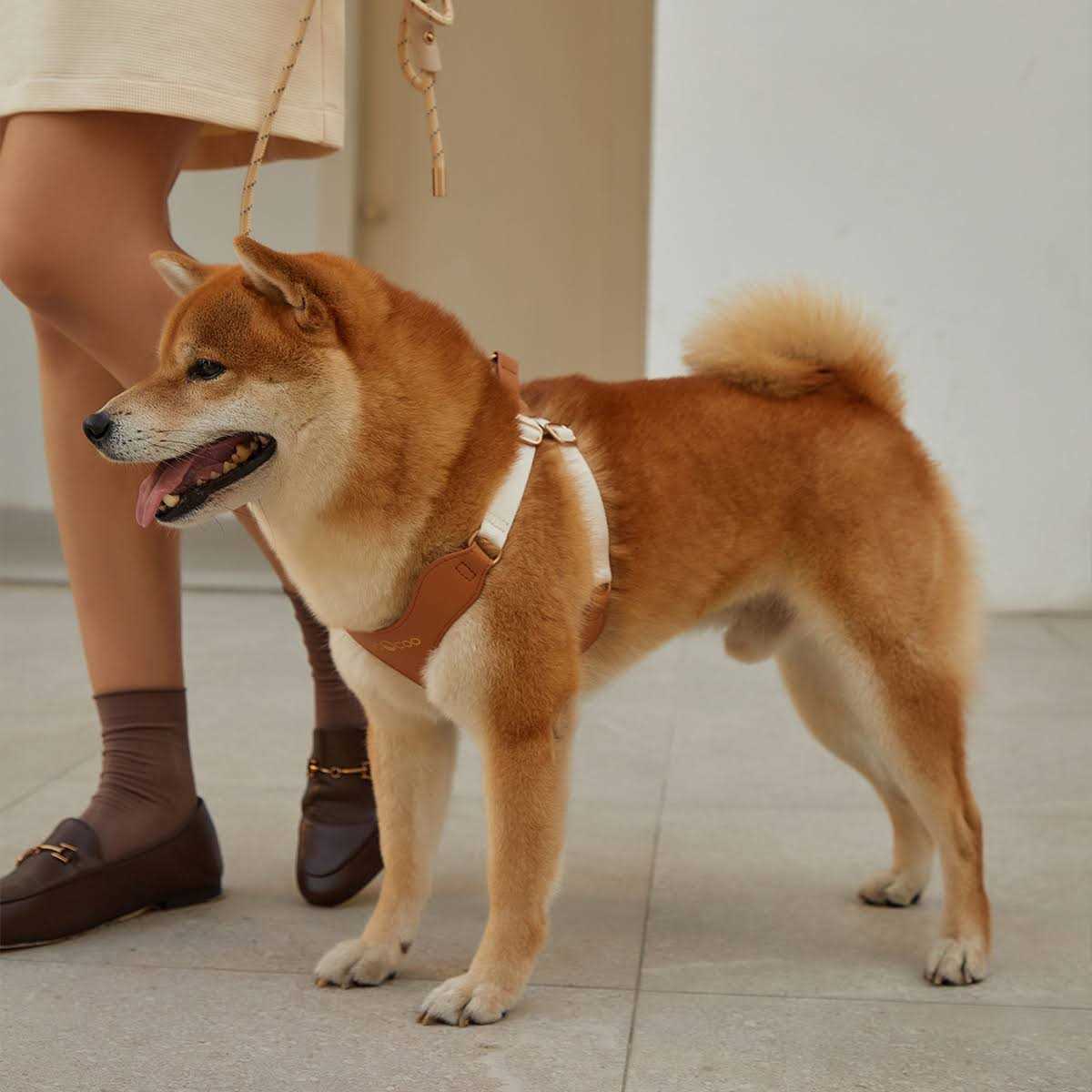 Pet Harness and Leash Set A9406