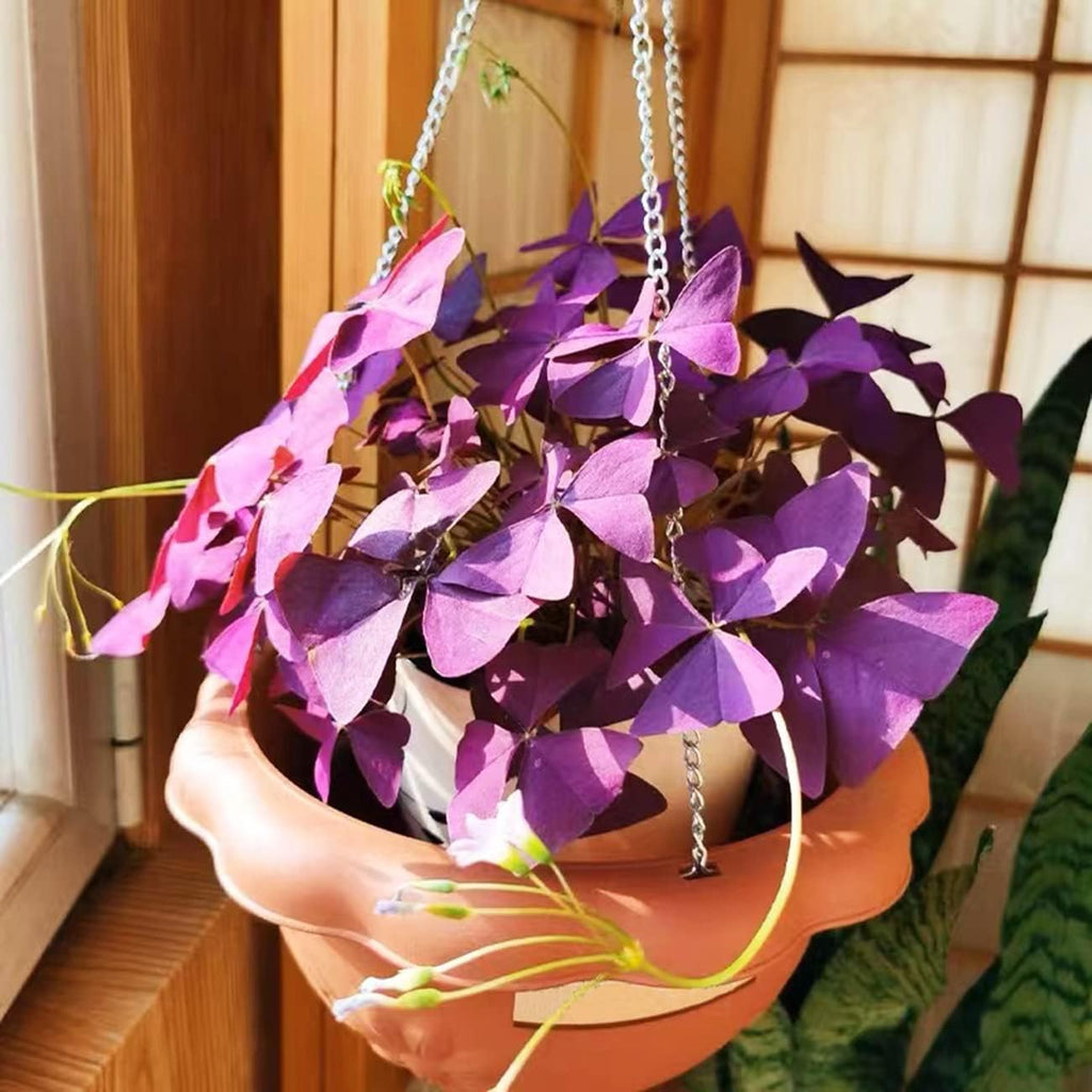 Purple Shamrocks Oxalis Triangularis Flower Bulbs V61902