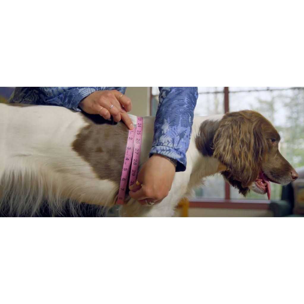 Dog Harness L37887