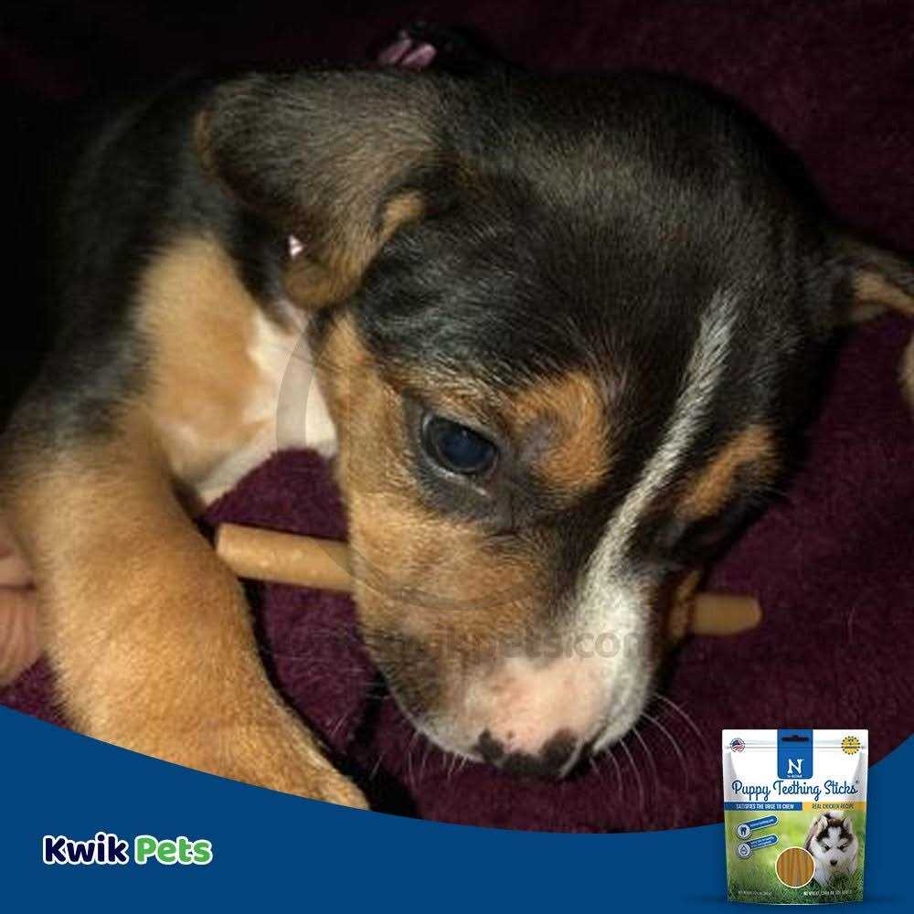 Puppy Teething Treats K77587
