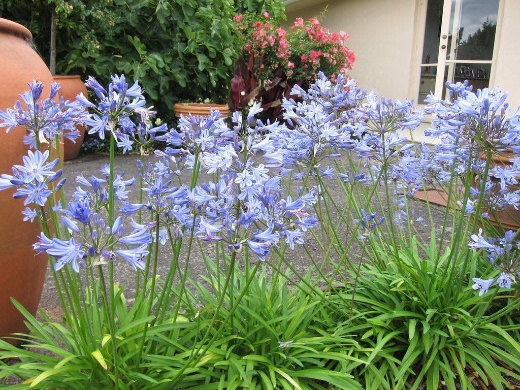 30 Live Blooming Ornamental Plants D366894