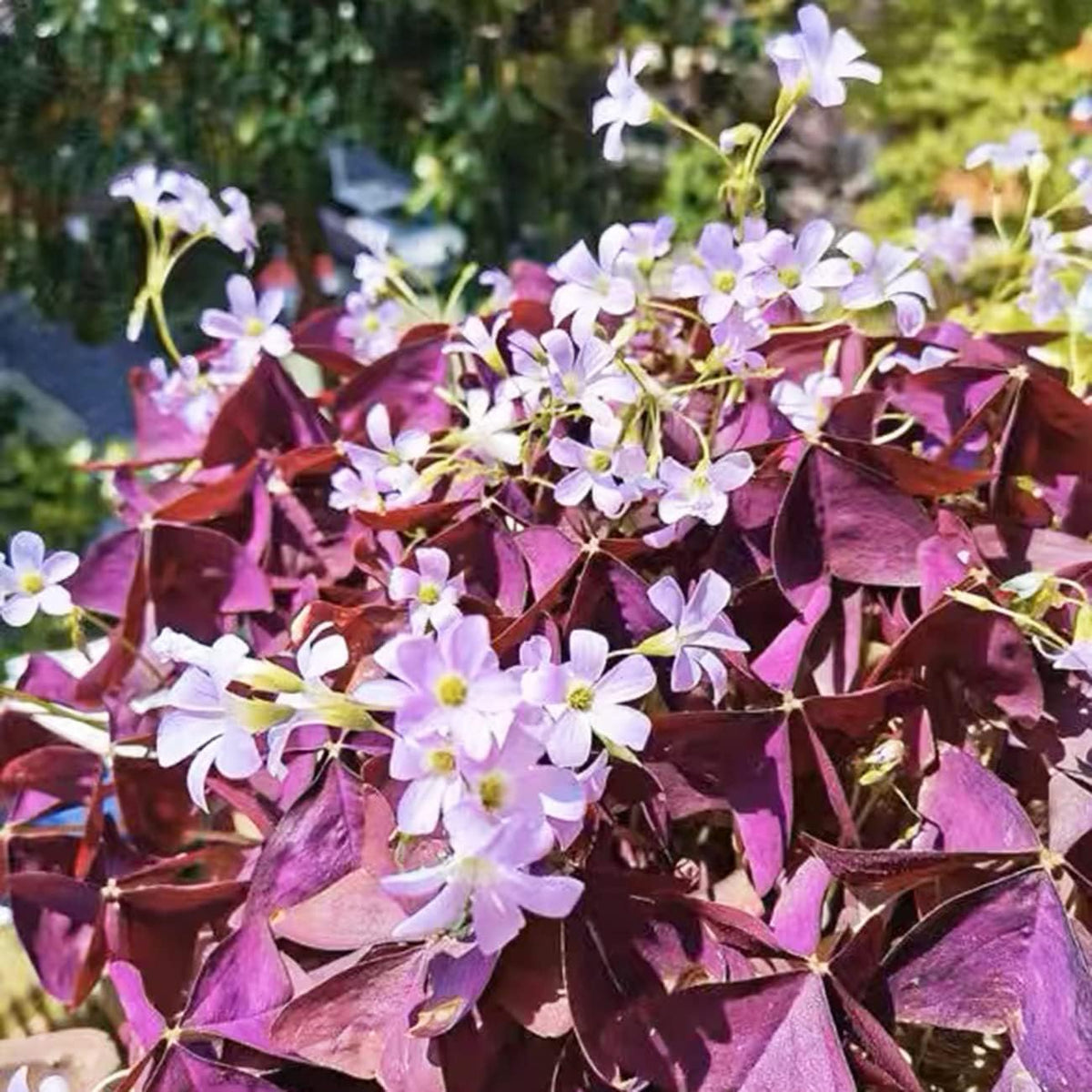 Purple Shamrocks Oxalis Triangularis Flower Bulbs V61902