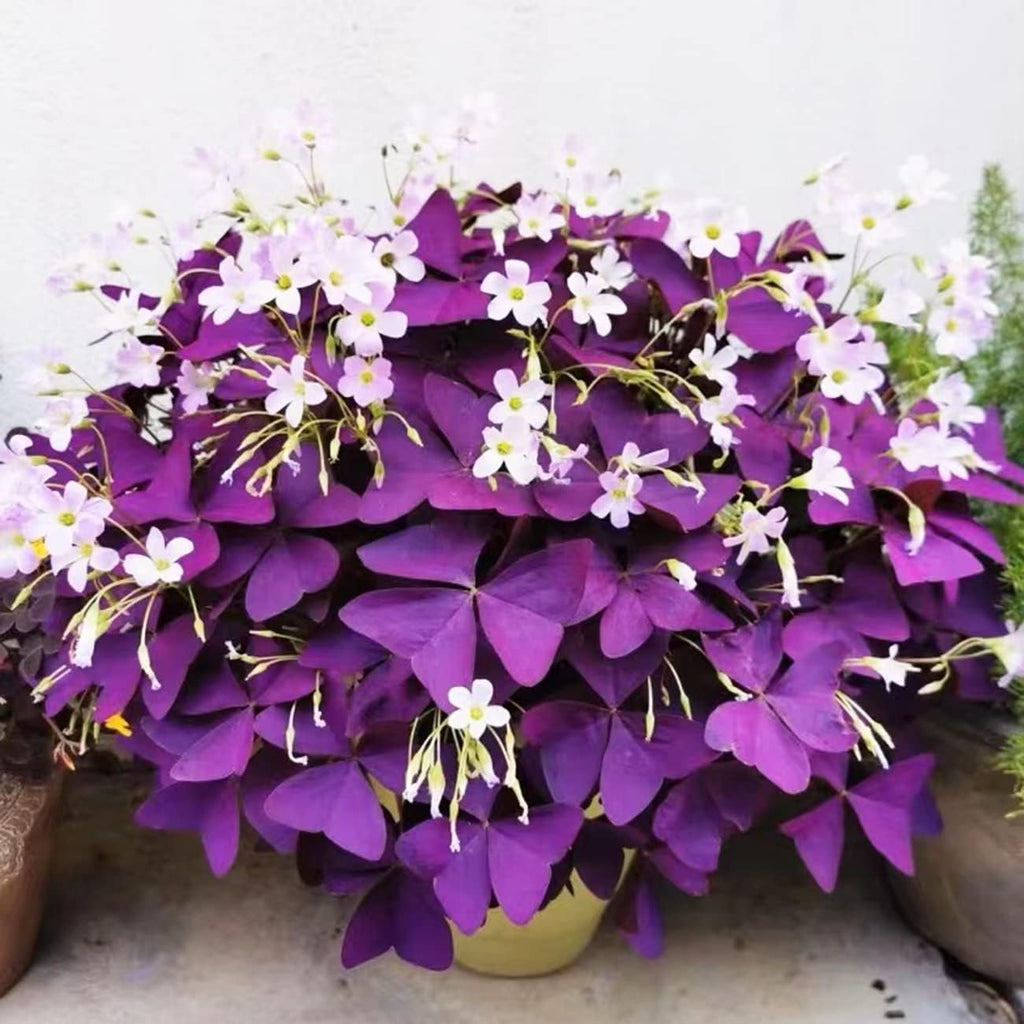 Purple Shamrocks Oxalis Triangularis Flower Bulbs V61902