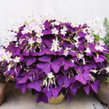 Purple Shamrocks Oxalis Triangularis Flower Bulbs V61902