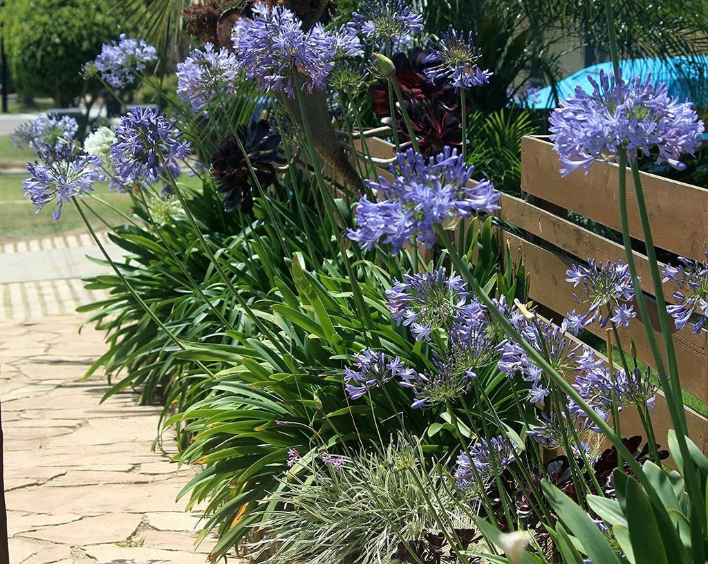 30 Live Blooming Ornamental Plants D366894