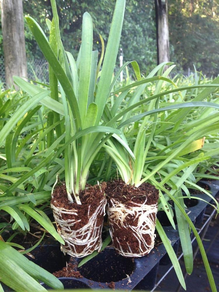 30 Live Blooming Ornamental Plants D366894